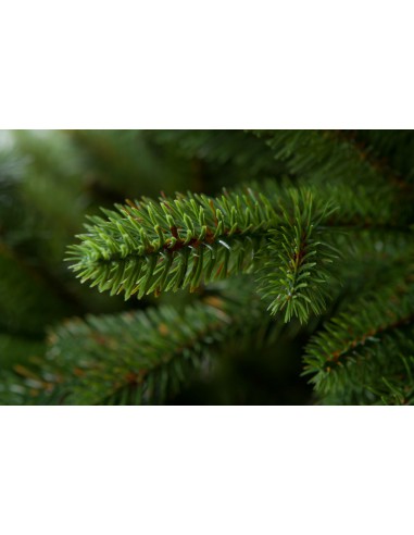 Svērt Sayra Luxury 100% PE