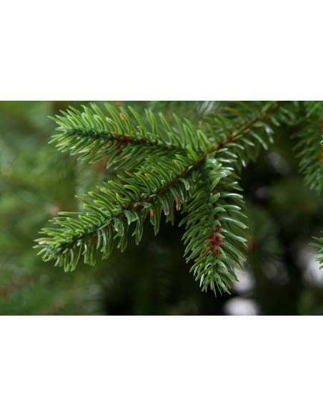 Sayra Prestige kuusk