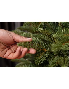 Antares Slim kuusk 2