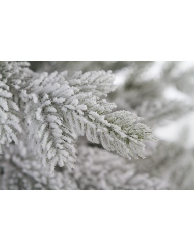 Snieguotas Dialuna pušis