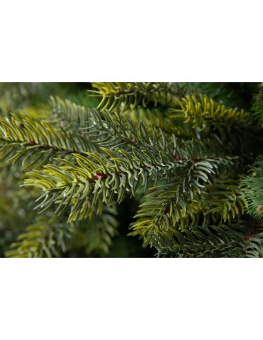 Tesira Prestige egle