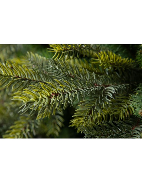 Tesiria Prestigio eglė