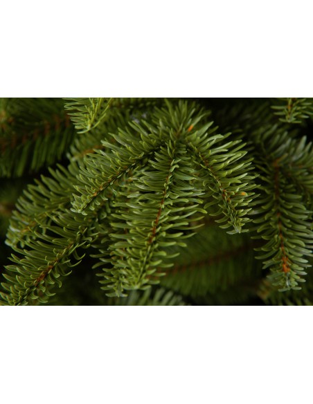 Antares Prestige egle