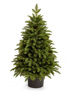 Nobiles kuusk - Antares Box - e-choinki.pl