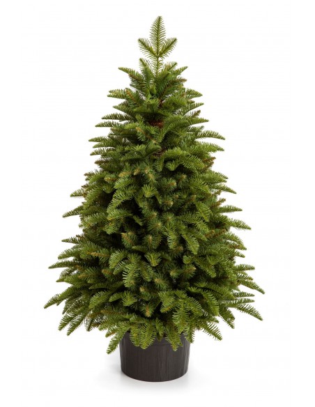 Nobiles kuusk - Antares Box - e-choinki.pl