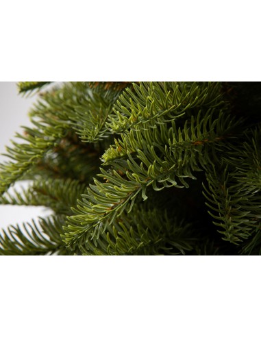 Nobiles eglīte - Antares Box - e-choinki.pl