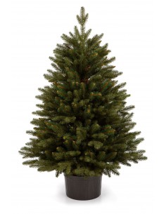 Bonali pušis vazonas