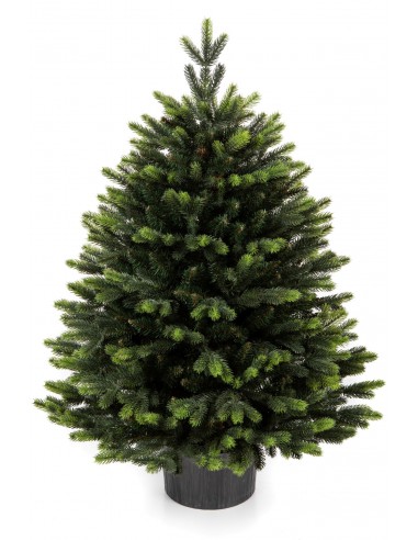 Švyrk Sorris vazonas