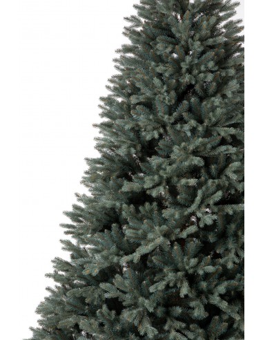 Sudrabainā egle Avilla