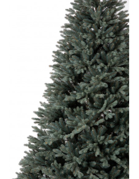 Sudrabainā egle Avilla