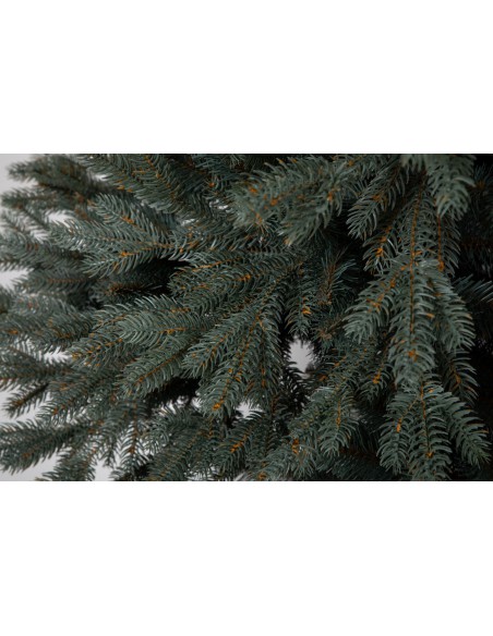 Sudrabainā egle Avilla