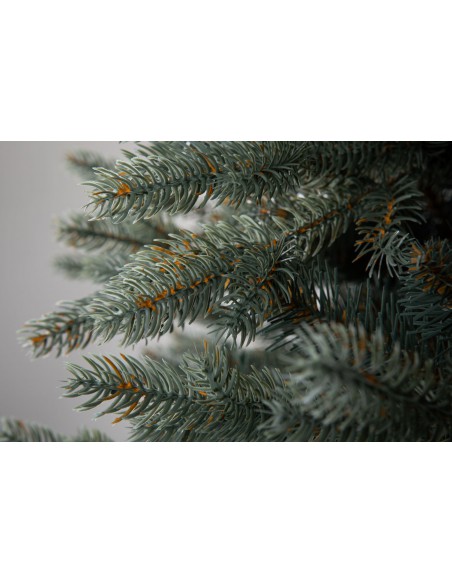 Sudrabainā egle Avilla