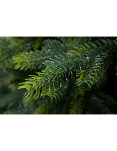 Kokkupandav kuusk - Tesiria kuusk - e-choinki.pl