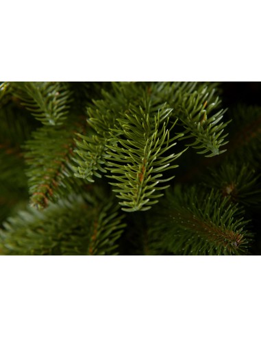 Antares Prestige egle