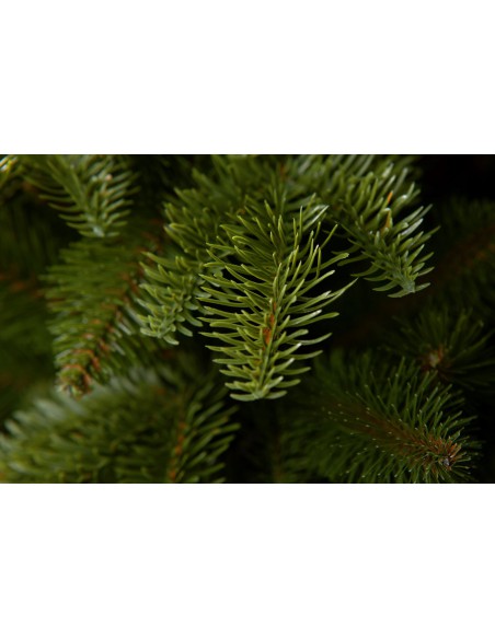 Antares Prestige egle