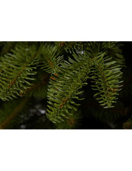 Antares Prestige egle