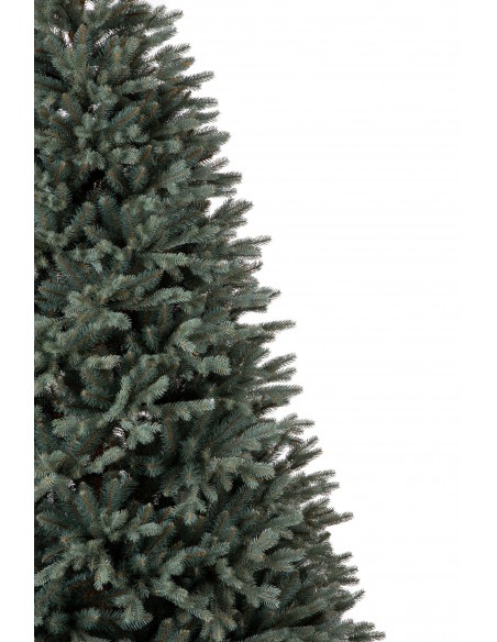 Sudrabainā egle Avilla