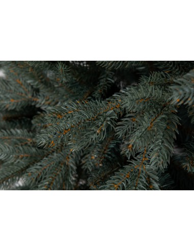 Sudrabainā egle Avilla