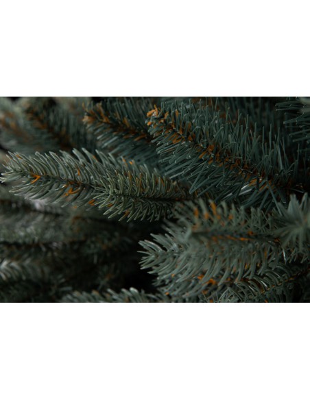 Sudrabainā egle Avilla