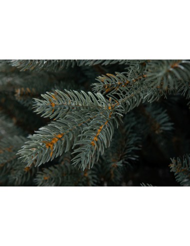 Sudrabainā egle Avilla