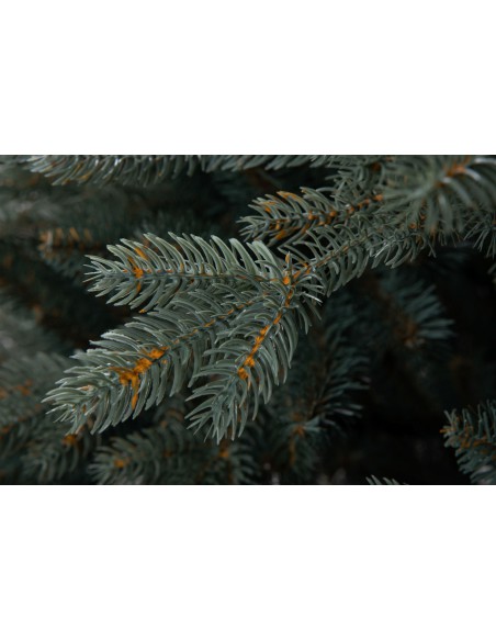 Sudrabainā egle Avilla