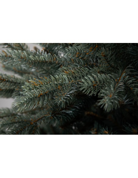 Sudrabainā egle Avilla