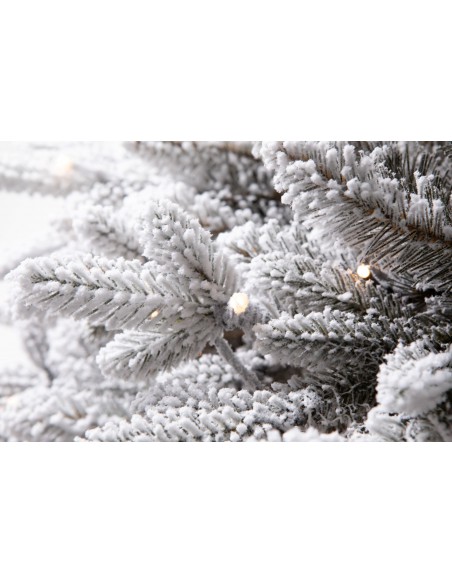 Sniegotā Lavinia egle