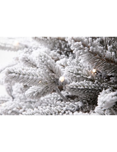 Snieguotas Lavinia eglė