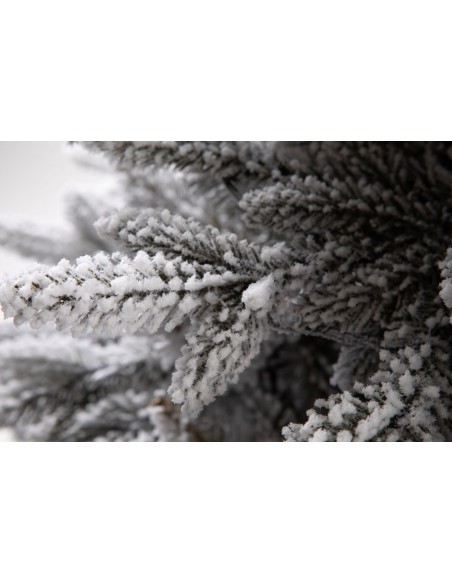 Sniegotā Lavinia egle