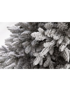 Sniegotā Lavinia egle 2