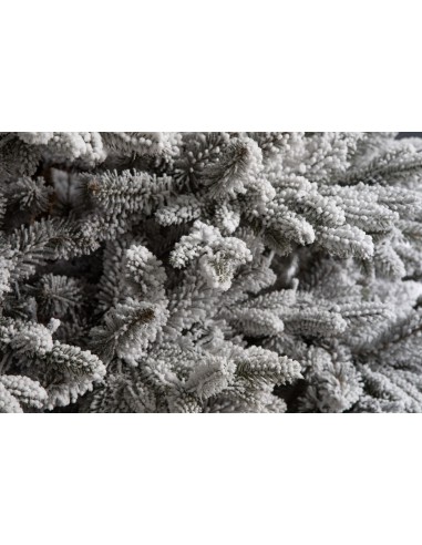 Lavinia kuusk Lumine