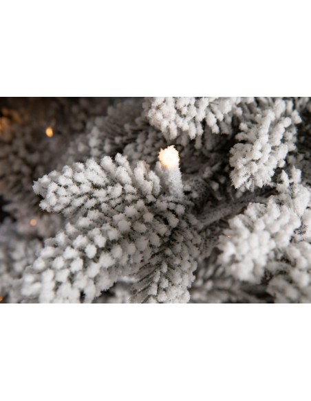 Lavinia kuusk Lumine