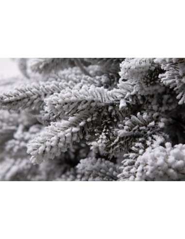 Snieguotas Lavinia eglė