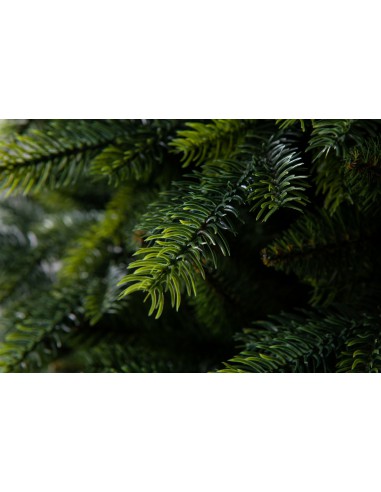 Kokkupandav kuusk - Tesiria kuusk - e-choinki.pl