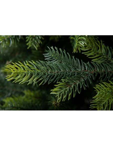 Kokkupandav kuusk - Tesiria kuusk - e-choinki.pl