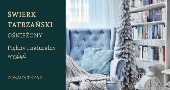 Świerk Tatrzański ośnieżony w sklepie e-choinki.pl