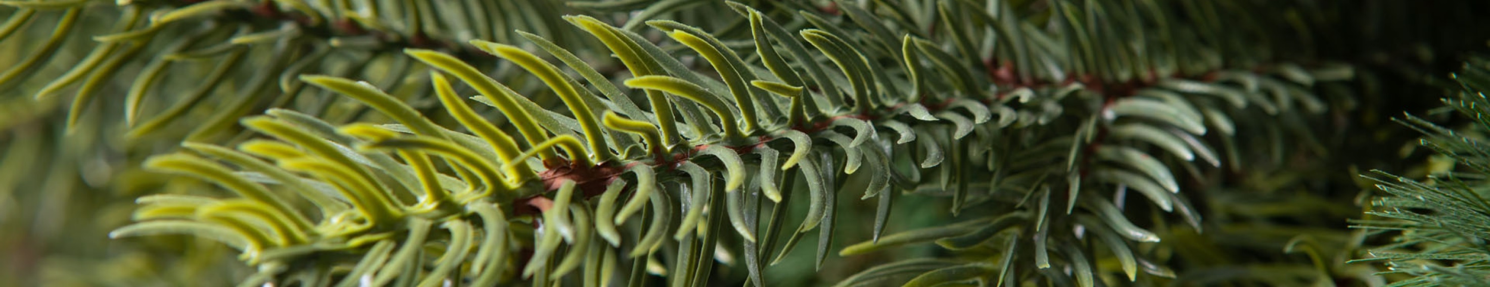 Gałązka choinki sztucznej - sklep e-choinki.pl